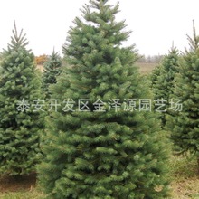 聖誕樹雲杉 供應上海2米3米5米聖誕樹 四季常青室內裝飾樹雲杉樹
