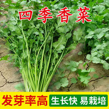 農家香菜種子速生大葉香菜四季易種盆栽蔬菜食用香菜四季香菜種籽