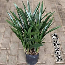 兰花苗批发墨兰企黑浓香型报岁兰耐旱花卉室内办公室好养绿植盆栽