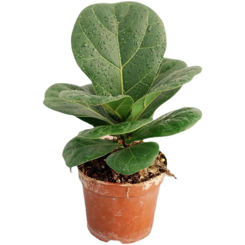 Oficina de sala de estar absorción de agua de hoja perenne planta ornamental de hoja