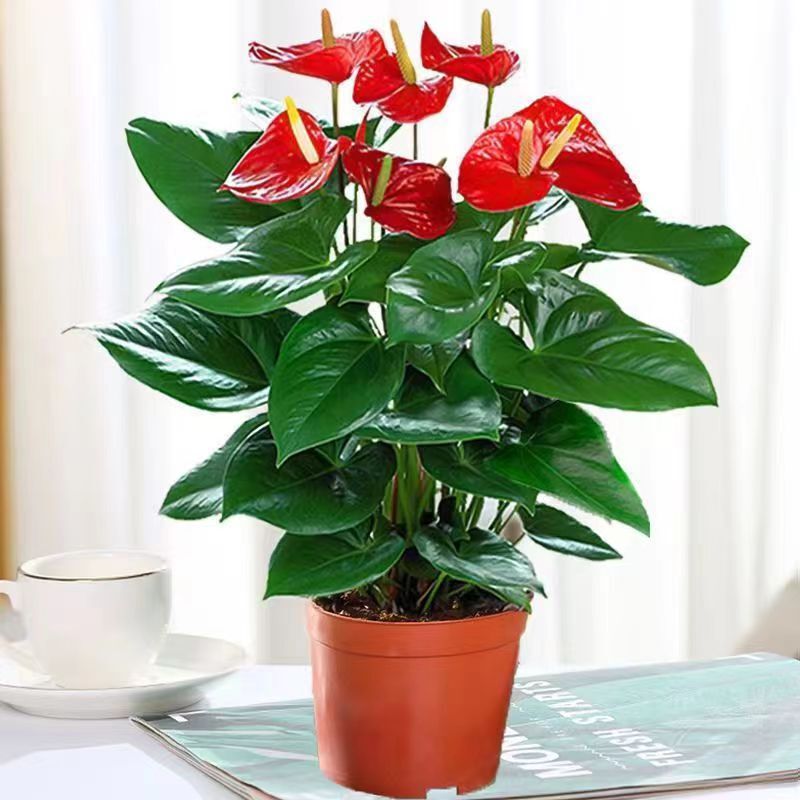 Four-Season Blooming Anthurium and White Anthurium Potted Plants, Easy to Grow, Large Pots for Indoor Hydroponics, Large-Leaf Living Room Plants Wholesale