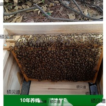 中蜂蜂群带王蜜蜂蜂群养殖带子脾阿坝中蜂带蜂箱中华土蜂出售