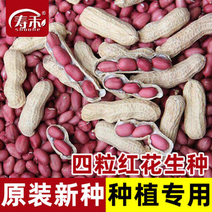 Shandong High-Yield Thin-Shell Four-Seed Red Peanut Seeds Seedlings Black-Shelled Red-Skinned Peanuts Large Fresh Seeds