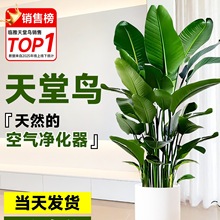 天堂鸟盆栽室内客厅大型绿植办公室落地式鹤望兰除甲醛好养活植物