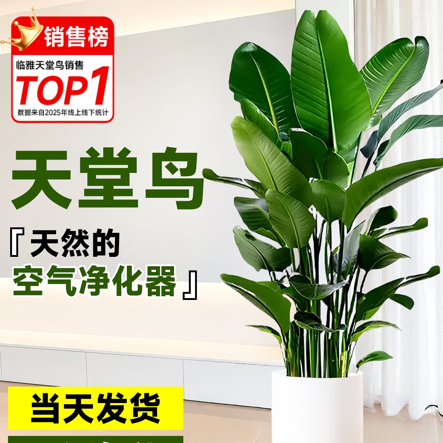 天堂鸟盆栽室内客厅大型绿植办公室落地式鹤望兰除甲醛好养活植物