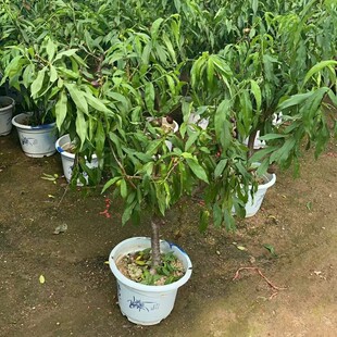 ���������Ҙ�������Լ޽�����w��������ԭ��ԭ������l؛�ϱ���