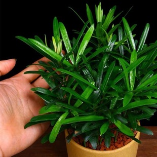 Podocarpus Bonsai Large Seedlings Hydroponic Soil Culture Potted Small Leaf Sparrow Tongue Indoor Easy to Grow Shape Tree All Year Round Evergreen Green Plant