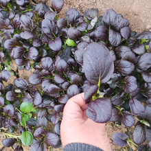 青丰紫妃上海青油菜种子 农田菜园盆栽阳台种植易栽培紫油菜种籽