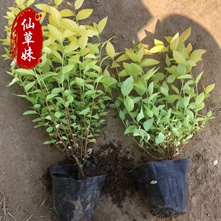 �������� �ձ������� ��ɽ������ �ۻ������� ��ѩ������ľ��