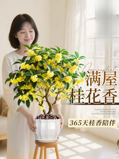 ļԽ;Gֲ҃Ȼܹ𻨘Ϙֲ̨B