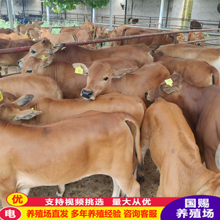 �ؑc��ţ�硢�����Sţ��ţ�� ��ţ���Bֳ ��ţ�كr��