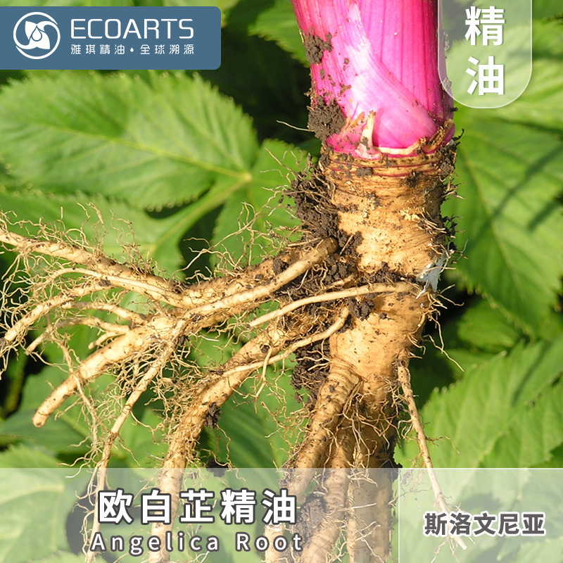 Angelica essential oil Slovenia imported essential oil raw materials wholesale Yaqi unilateral massage skin care essential oil