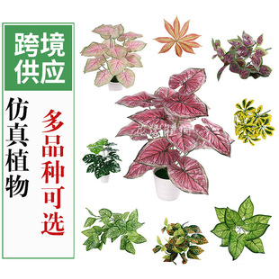 �羳����Gֲ�ȼ���С��˹ֲ��廨�b�����G�~����ֲ�����