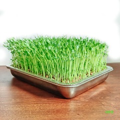 エンドウ豆の苗植えポット、小麦若葉、猫草トレイ、水耕発芽野菜植え、もやしトレイ、ステンレス野菜栽培