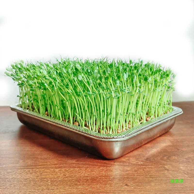 エンドウ豆の苗植えポット、小麦若葉、猫草トレイ、水耕発芽野菜植え、もやしトレイ、ステンレス野菜栽培|undefined