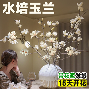 ˮ��ֲ������m���r���һ�֦�҃�����Gֲ���������ܺ��ĺ��B��֦