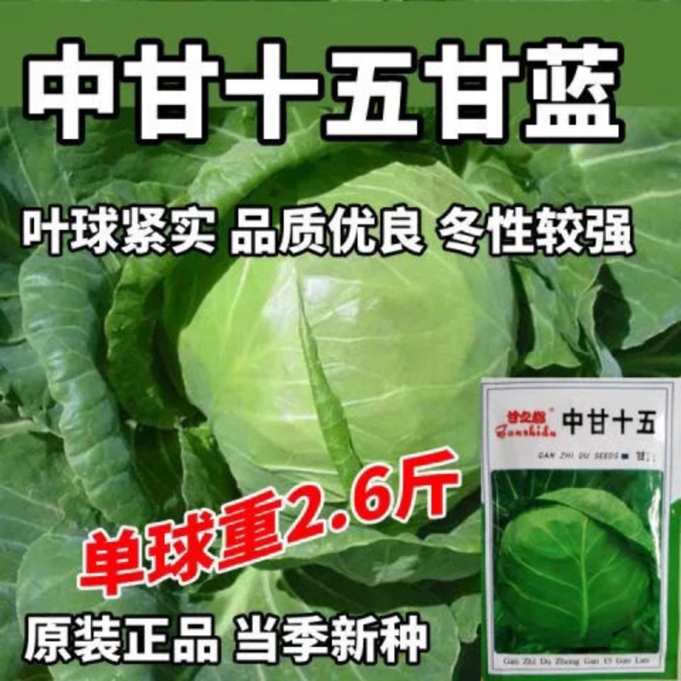 中甘十五甘蓝种子高产杂交春秋冬播种阳台蔬菜种子四季种包菜种子