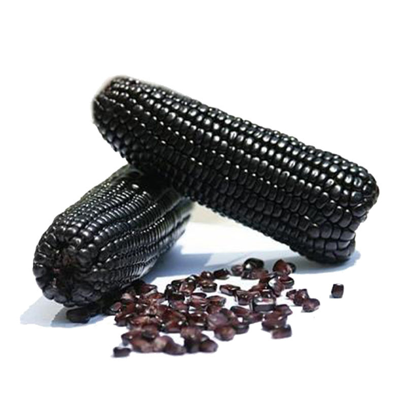 智贝主图_4黑骑士黑色玉米种子黑糯玉米种子玉米糯甜春播高