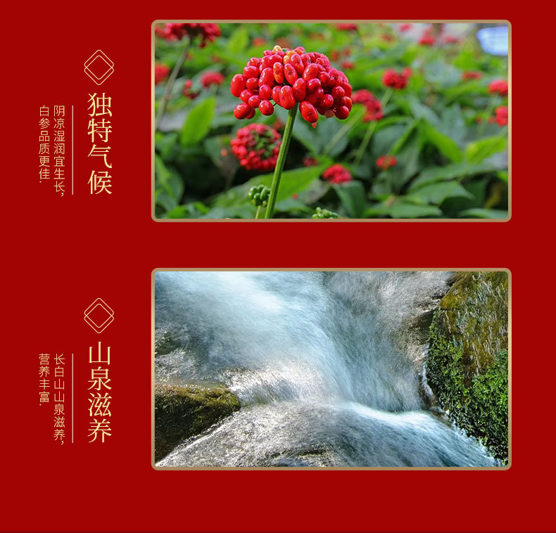 Dried White Ginseng Root Sun-Dried Changbai Mountain Jilin Specialty for Soup Tea and Wine quality and texture