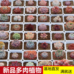 ����ֲ���ײͺ���������M���҃�С���Ծ�Ʒ���w���B���ܳȉ�¶