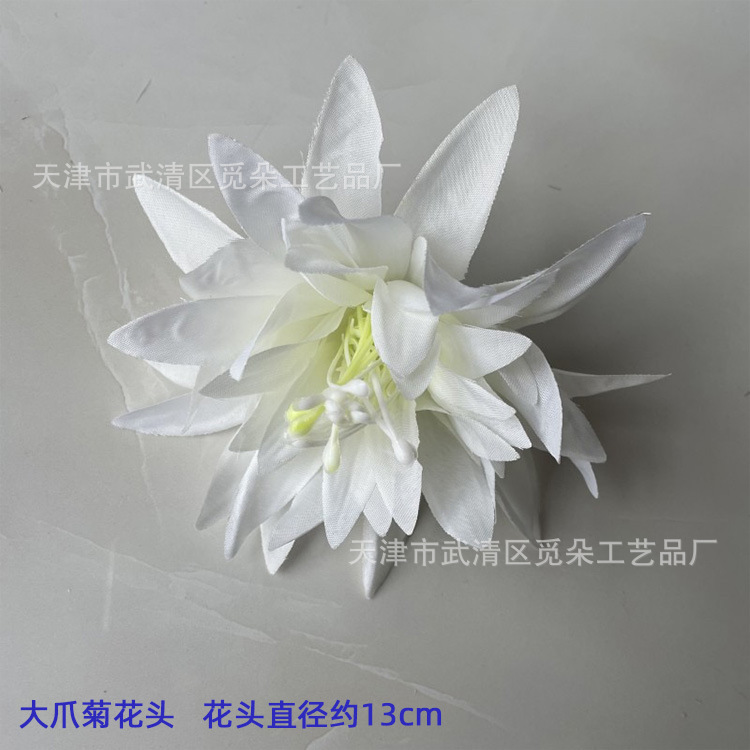 큰 발톱 국화