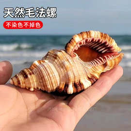 天然稀有海螺贝壳毛法螺标本鱼缸水族造景装饰卷贝鱼寄居蟹替换壳