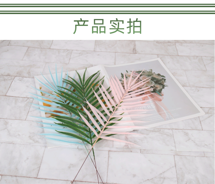 珍珠葵