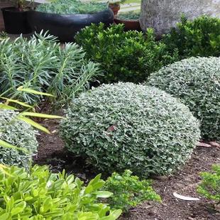 ���جF��ˮ���m�����ļ����G�ͺ��͟Ứ�@�����������{��ɫֲ����