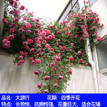 һ��������ɫ��ɳ��ʯ�ٱ��¼�����ǽǾޱ��Ũ���ļ�ͥԺ����ֲ��