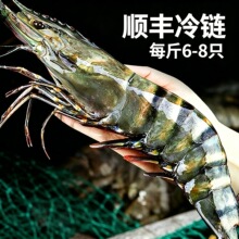 活冻黑虎虾超大草虾鲜活冷冻大虾水产海鲜烧烤整盒新鲜特大黑虎虾