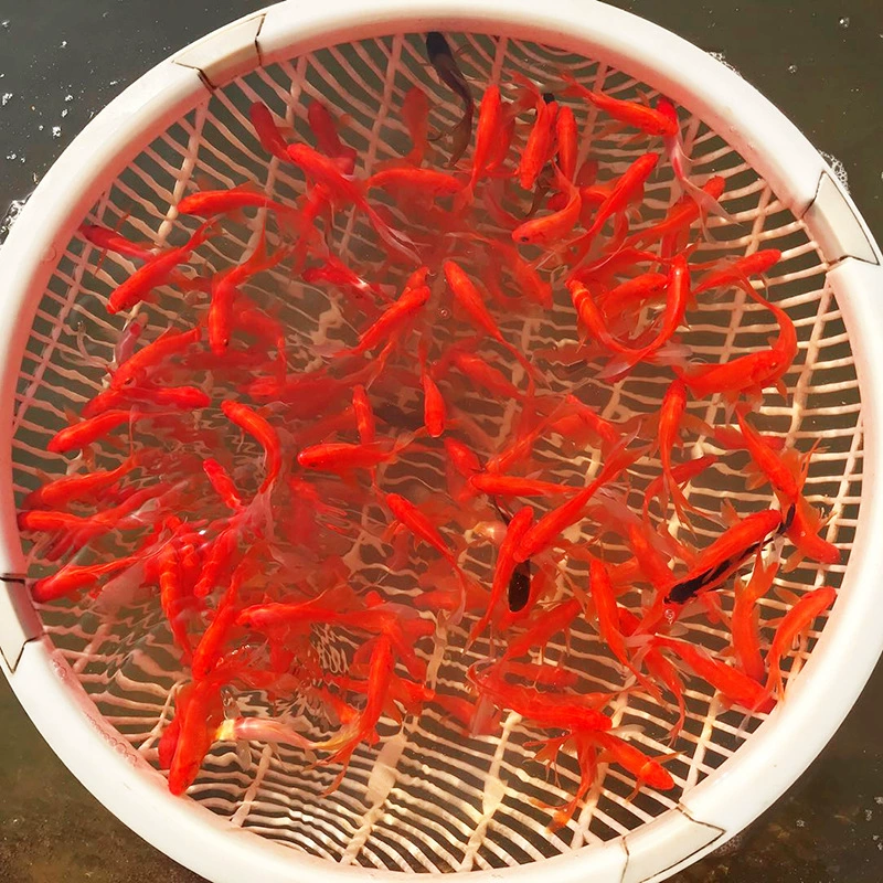 Красная трава рыбная трава золотая рыбка золотая рыбка рыбная ловля