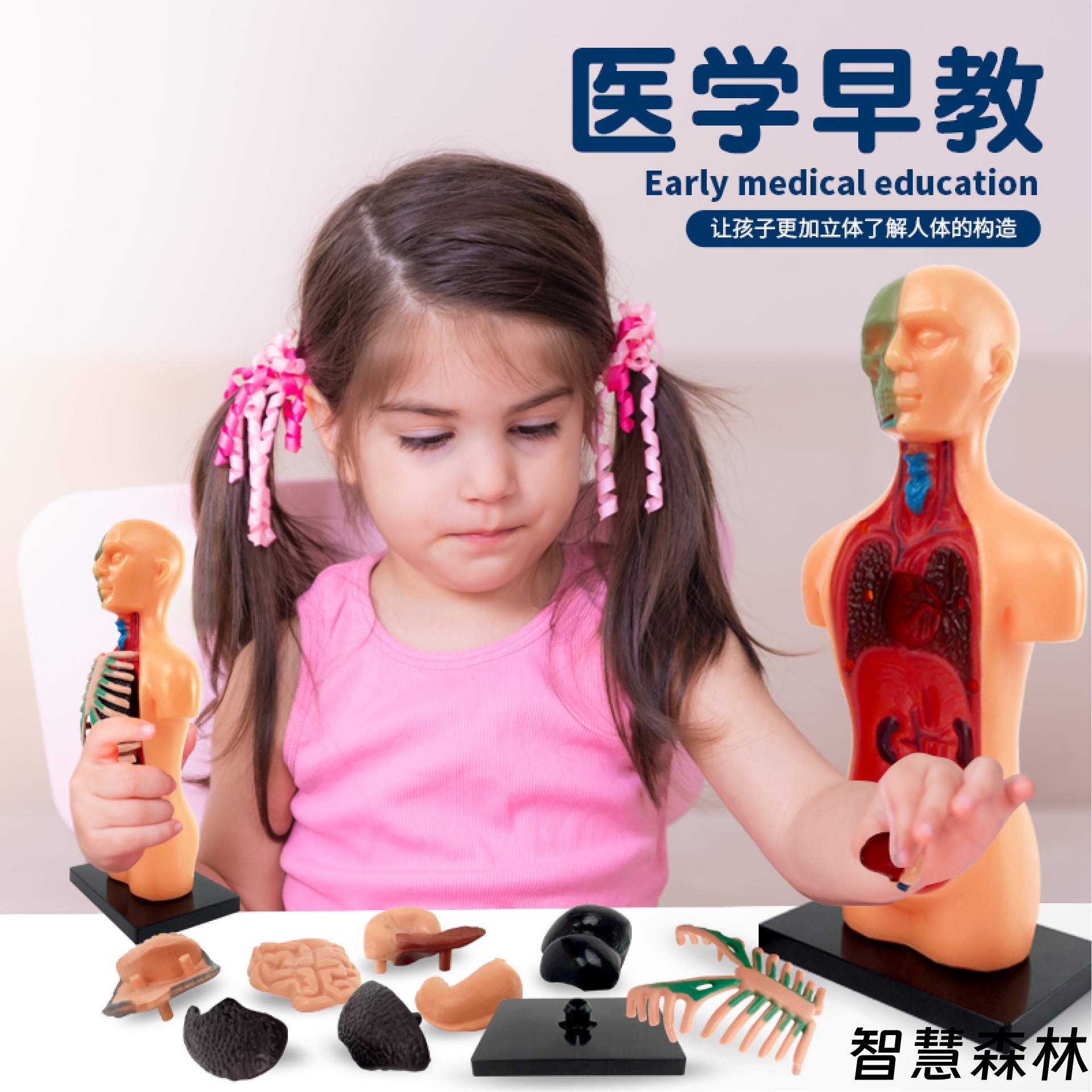 智慧森林人体骨骼stem器官组装半身模型教具STEM科学益智玩具