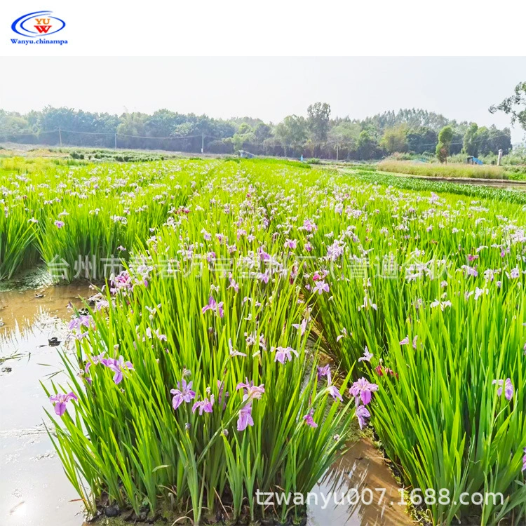 Водный цветок и лист Канна Маленькая чашка снабжения Базовая Культивирует желтый цветок Канна Розовый Сафлор Канна Ирис