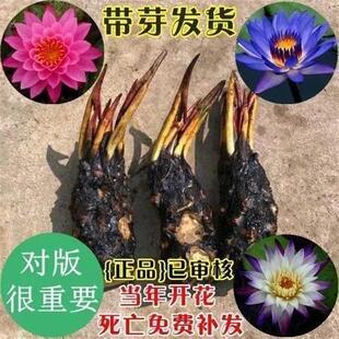 Potted Water Lily with Buds for All Seasons, Hydroponic Plant, Indoor Large Water Lily Root Block, Fish Tank, Large Pond Lotus