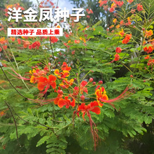 ���羳��؛������P�N�ӽ��P��͐�����S�����S���P͐�s���͸ߜطN