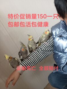 ���P�W�^�r�B���B���P�W�^�����B�^�p�B���]���������