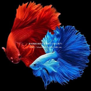 ̩�����~�����ɫ�鼆ϵЪ��ᎧС���ͻ�W�t�����~�^�p�~���~