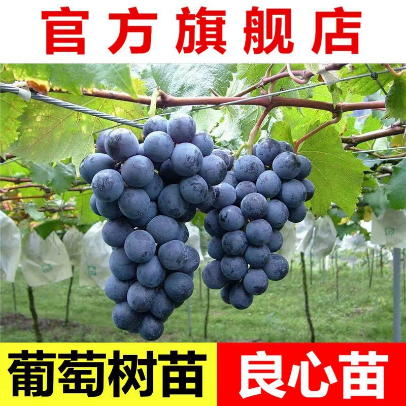 [Поставка саженцев винограда высокого качества] Саженцы винограда черного привитого лета I сорт Саженцы винограда Пинду Летние саженцы черного винограда
