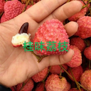 ����Ц��֦������ ���¼t��ζ�o�����M����֦�����������������