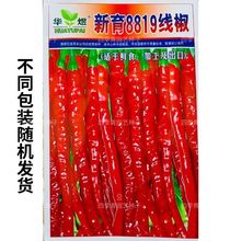 8819线椒种子大全红线椒长青椒杭椒辣椒种籽原装种子大全批发代发