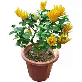 带果发货佛手盆栽果树苗金佛手苗室内外观果植物千佛手树苗四季果