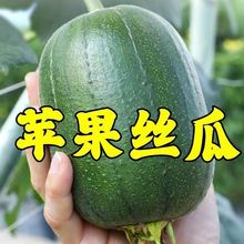 苹果丝瓜种子菜瓜种籽苹果丝瓜籽种蔬菜四季菜籽孑菜种水瓜高产Z