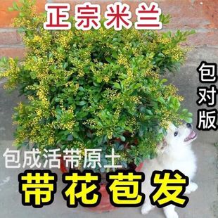 ���m�����Ի����҃ȿ͏d�����̨�Gֲ�辰����ȩ�����՚�ֲ�ﻨ��