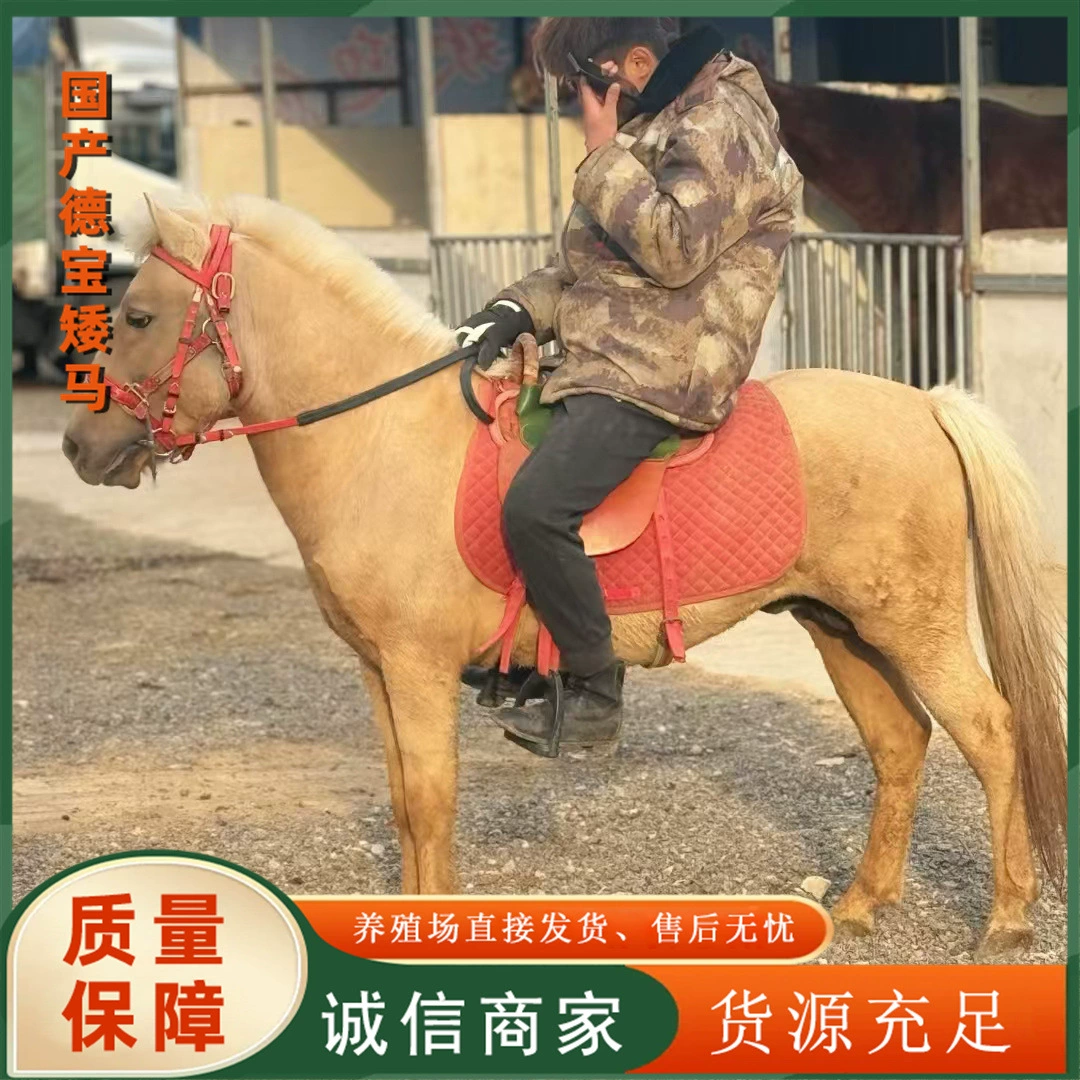 Живой жеребенок Китай Домашние животные мини-лошади Дети катаются на лошадях