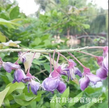 荆条种子 护坡灌木种子 道路护坡 铁路护坡花卉黄荆种子 护坡种子