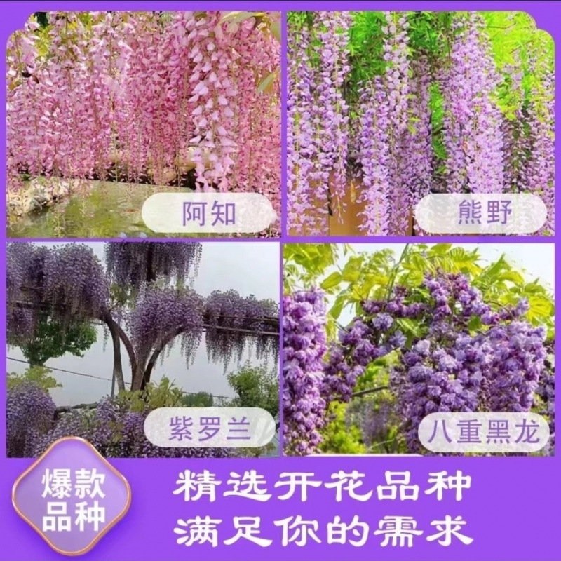 紫藤花树苗大花苞老桩爬藤植物开花爬墙花园庭院长穗花卉四季长藤