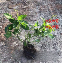 lرJ tR 󻨱R ͥԺ@־^·Gľ