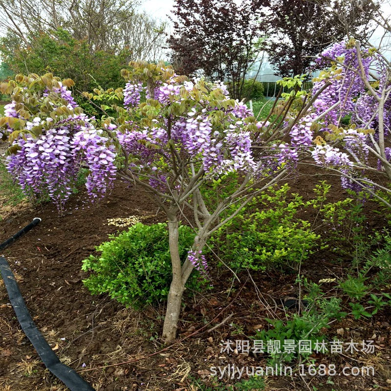Цветок глицинии дерево происхождение вьющееся растение период цветения длинные горшки зеленые цветы лозы фиолетовые лозы полные спецификации