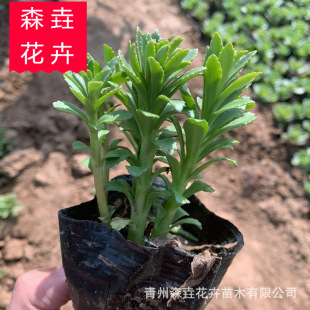 �������l��ľ���߾��� �ر���ľ���߾��� �������l���߾���