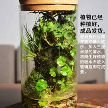 生态瓶热带雨林一整套水滴桌面植物苔藓缸微观雨林缸一件批发